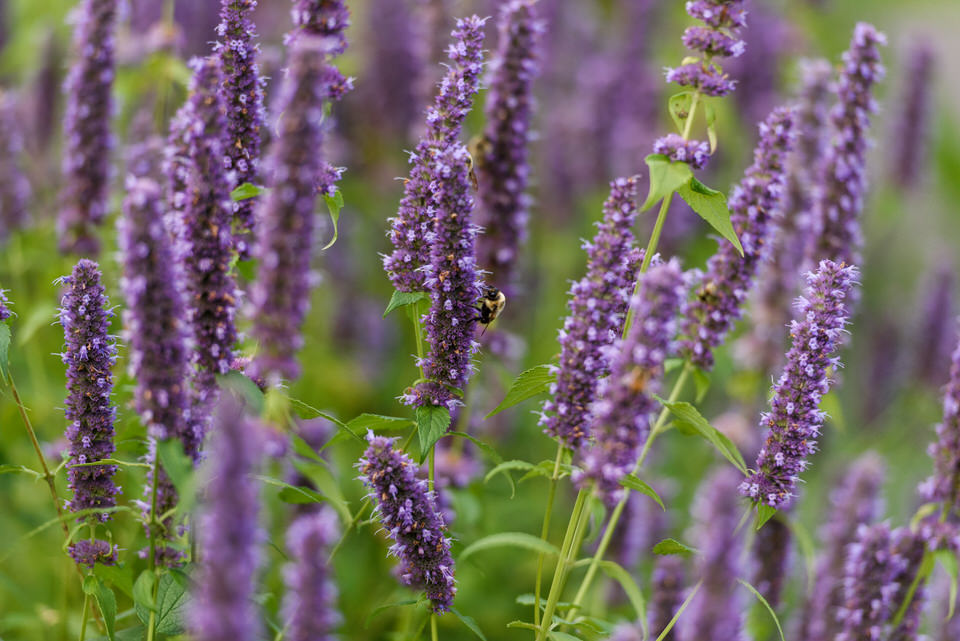 A bee pollinating purple flowers