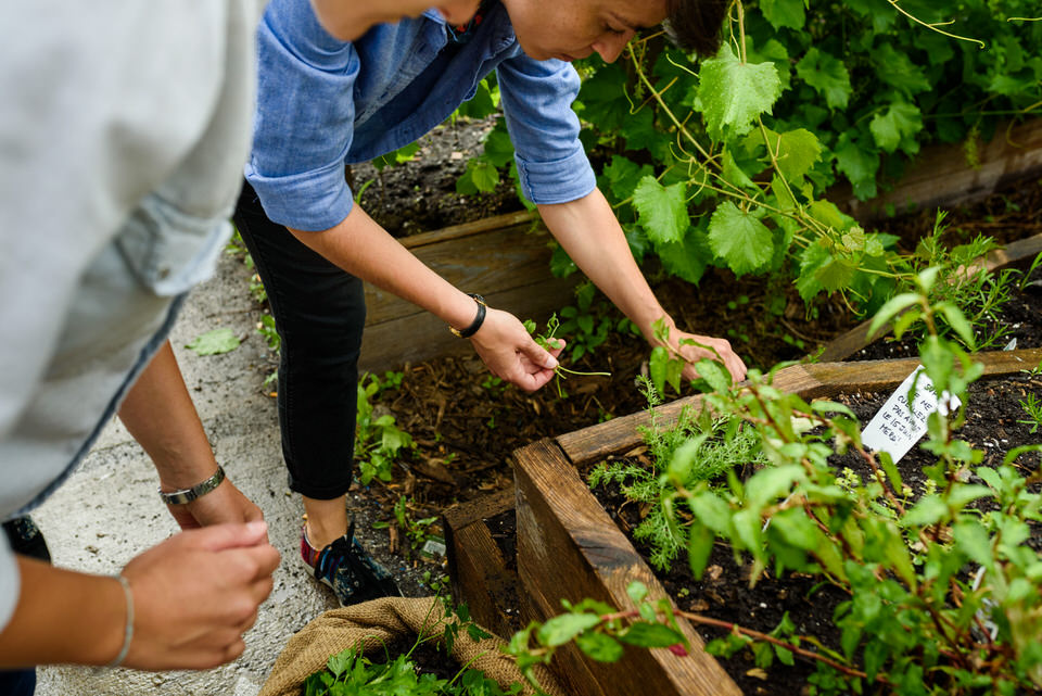 Gathering herbs from community garden in Villeray  