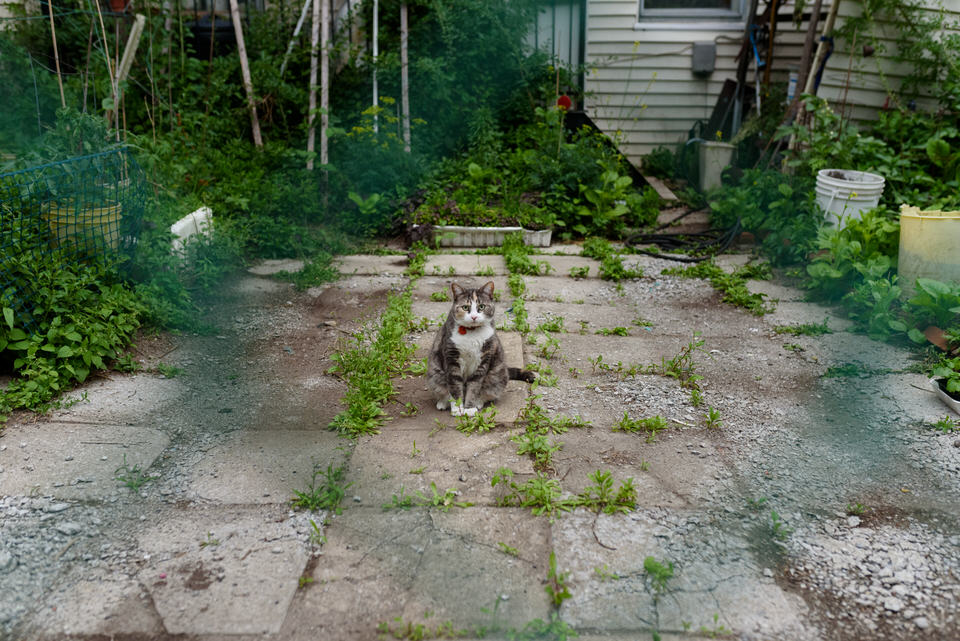 A cat staring from a back yard