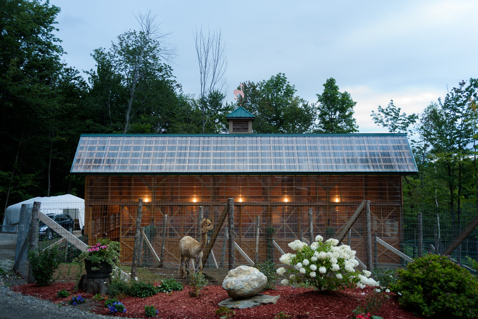 Alpaca barn