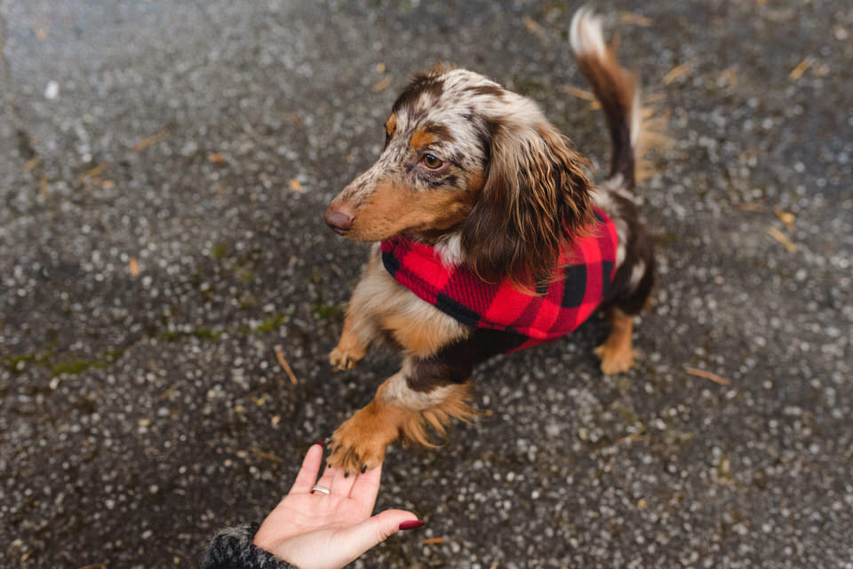 Mini dachshund dog shaking paws